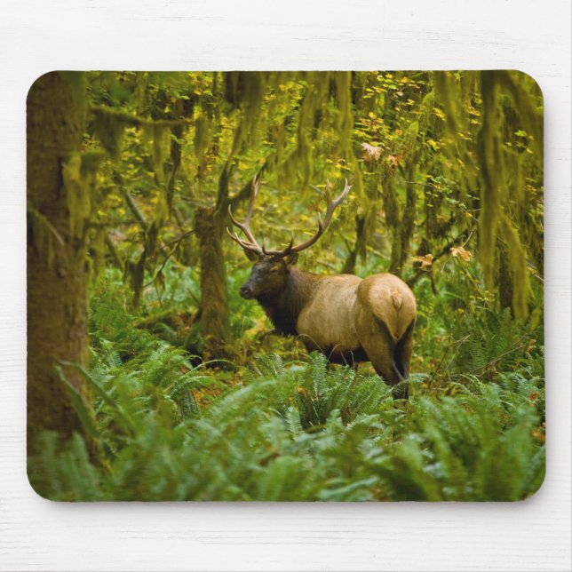 Bull Roosevelt Elk Mousepad (Vorne)