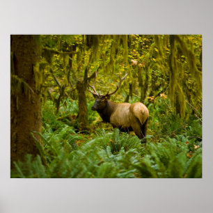 Bull Roosevelt Elk Poster