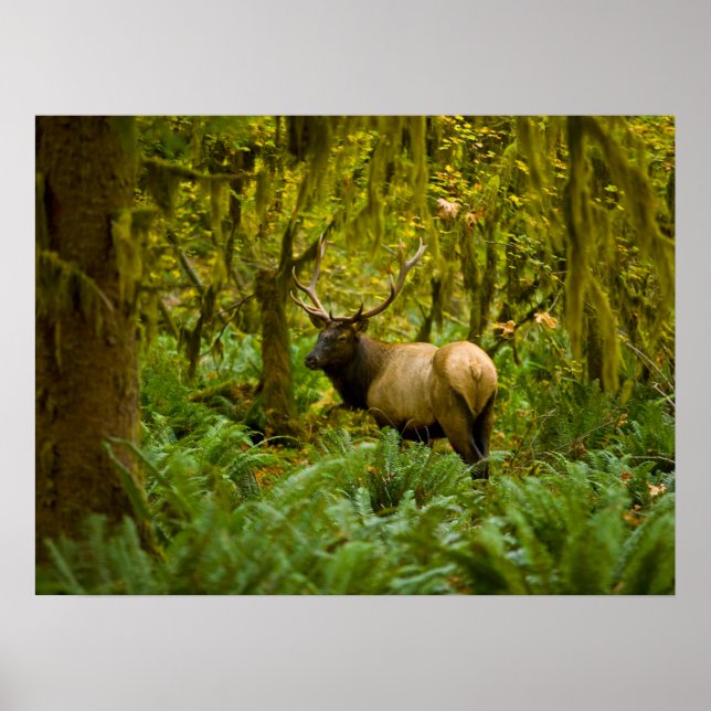 Bull Roosevelt Elk Poster (Vorne)
