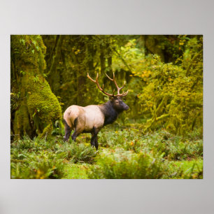 Bull Roosevelt Elk Stehend auf Wiese Poster