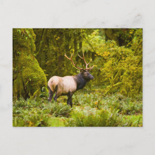 Bull Roosevelt Elk Stehend auf Wiese Postkarte