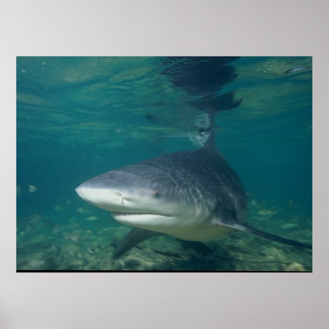 Bull Shark - Carcharhinus leucas Poster (Vorne)