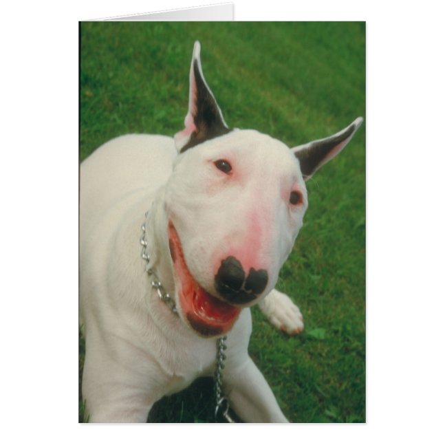 Bull Terrier (Vorne)