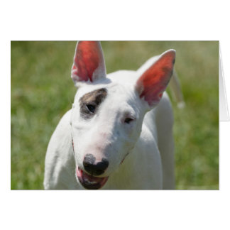 Bull Terrier auf Grassy Field