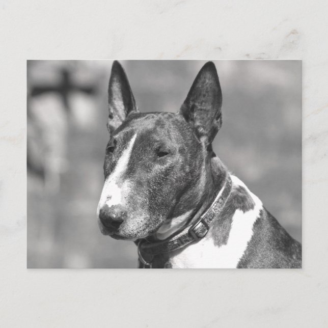 Bull Terrier Dog Postkarte (Vorderseite)