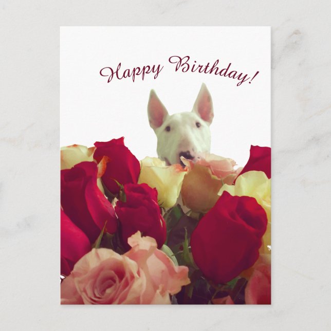 Bull Terrier mit Rose - Happy Birthday! Postkarte (Vorderseite)