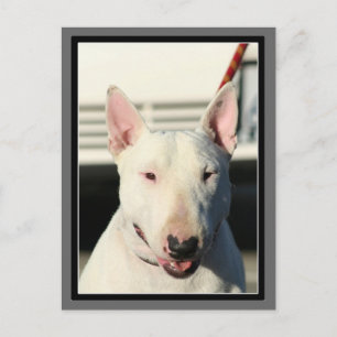 Bull Terrier Postcard Postkarte