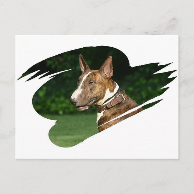 Bull Terrier Postcard Postkarte (Vorderseite)