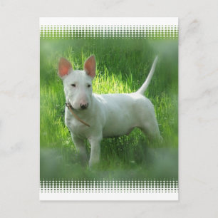 Bull Terrier Postcard Postkarte