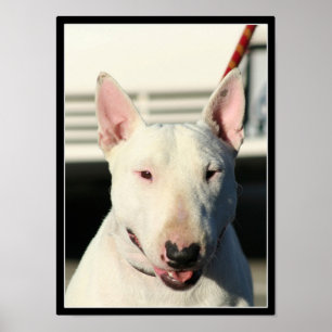 Bull Terrier Poster