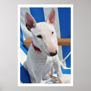 Bull Terrier Poster
