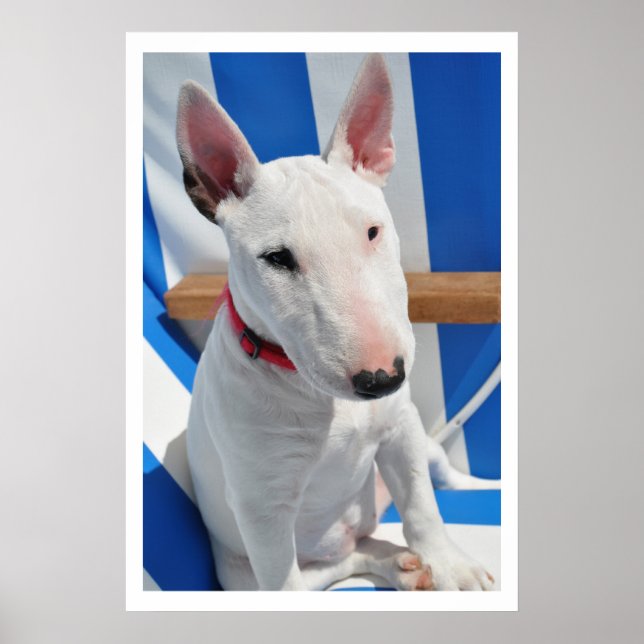 Bull Terrier Poster (Vorne)