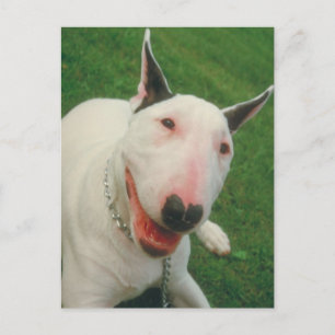Bull Terrier Postkarte
