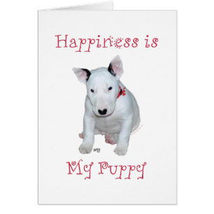 Bull Terrier Puppy