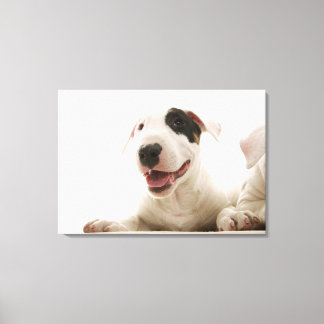 Bull Terriers Leinwanddruck