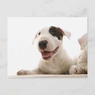 Bull Terriers Postkarte