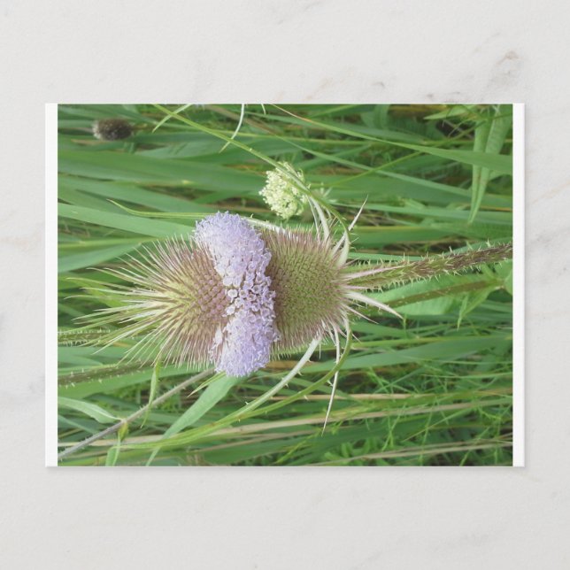 Bull Thistle Postkarte (Vorderseite)
