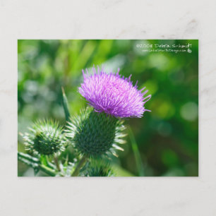 Bull Thistle Postkarte