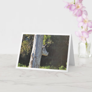 Bull Tree in Valencia, Spanien, Spanien Karte