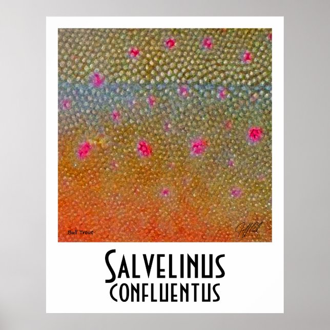 Bull Trout Poster (Vorne)