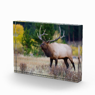 Bull- und Espenbäume Rocky Mountain National Par Fotoblock