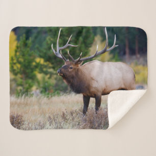 Bull- und Espenbäume   Rocky Mountain National Par Sherpadecke