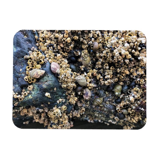 Bullards Beach State Park, Bandon, Oregon Magnet (Horizontal)