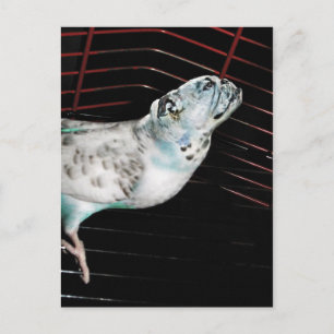 Bulldgie Postkarte