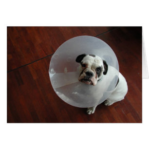 Bulldog