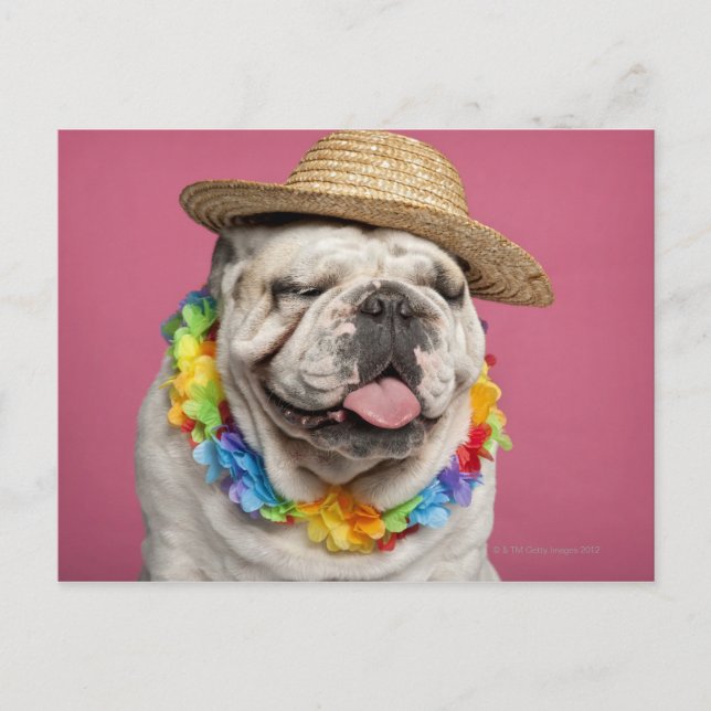 Bulldog (18 Monate alt) mit Strohhalm Postkarte (Vorderseite)