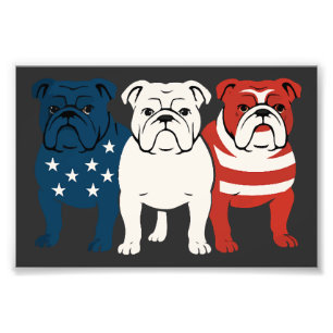 Bulldog 4. Juli Hunde Liebhaber Männer Frauen USA Fotodruck