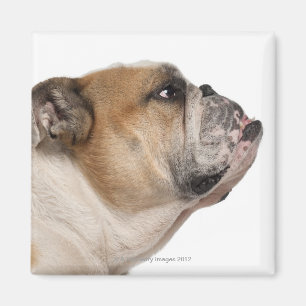 Bulldog (6 Jahre alt) Magnet