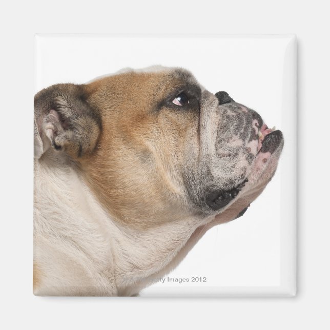 Bulldog (6 Jahre alt) Magnet (Vorne)