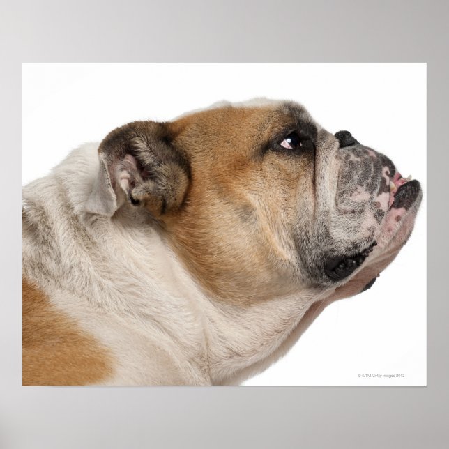 Bulldog (6 Jahre alt) Poster (Vorne)