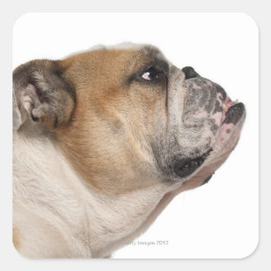 Bulldog (6 Jahre alt) Quadratischer Aufkleber