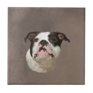 Bulldog Aquarellmalerei Fliese