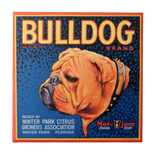 Bulldog auf blauem Hintergrund Fliese
