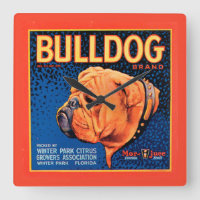 Bulldog auf blauem Hintergrund