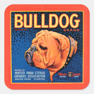 Bulldog auf blauem Hintergrund Quadratischer Aufkleber