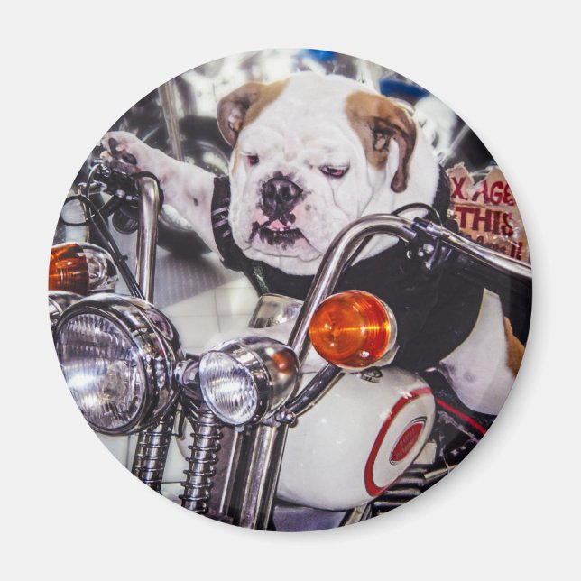 Bulldog auf Motorrad Magnet (Vorne)