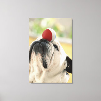 Bulldog Balancer auf Schnauze, nah-up Leinwanddruck