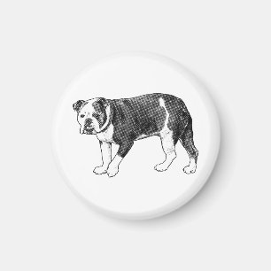 Bulldog-Blick, Manga-Punkt-Magnet Magnet