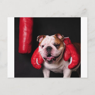 Bulldog Boxer Postkarte