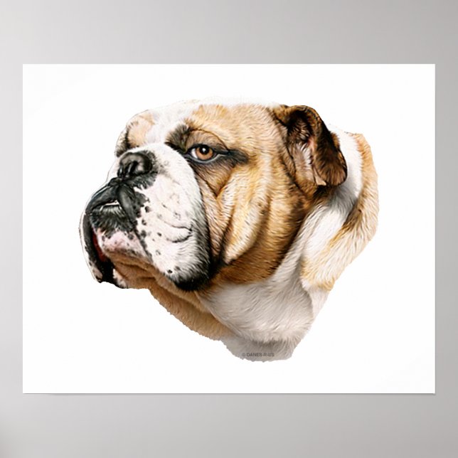 Bulldog Bust Poster (Vorne)