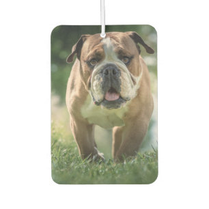Bulldog Car Air Freshener Autolufterfrischer