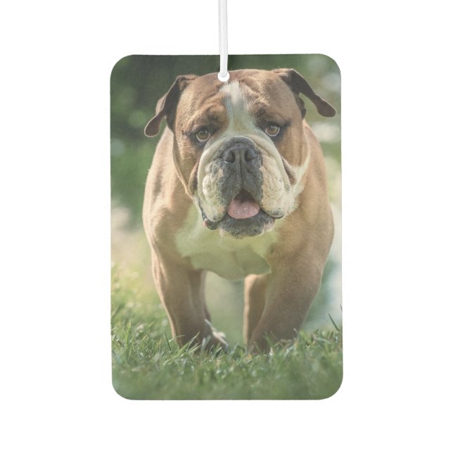 Bulldog Car Air Freshener Autolufterfrischer (Vorderseite)