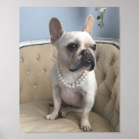 Bulldog-Fotos