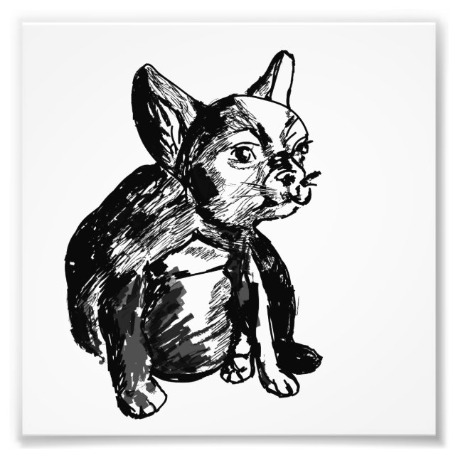 Bulldog French Buldog Foto Print (Vorne)