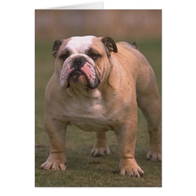 Bulldog gefüllt 2 (Vorne)