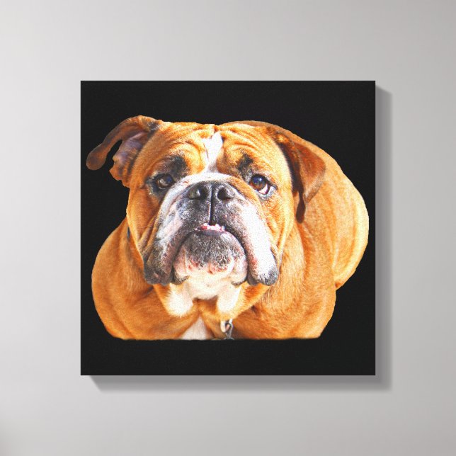 Bulldog-Gesicht - English Bulldog, Brown Leinwanddruck (Vorderseite)